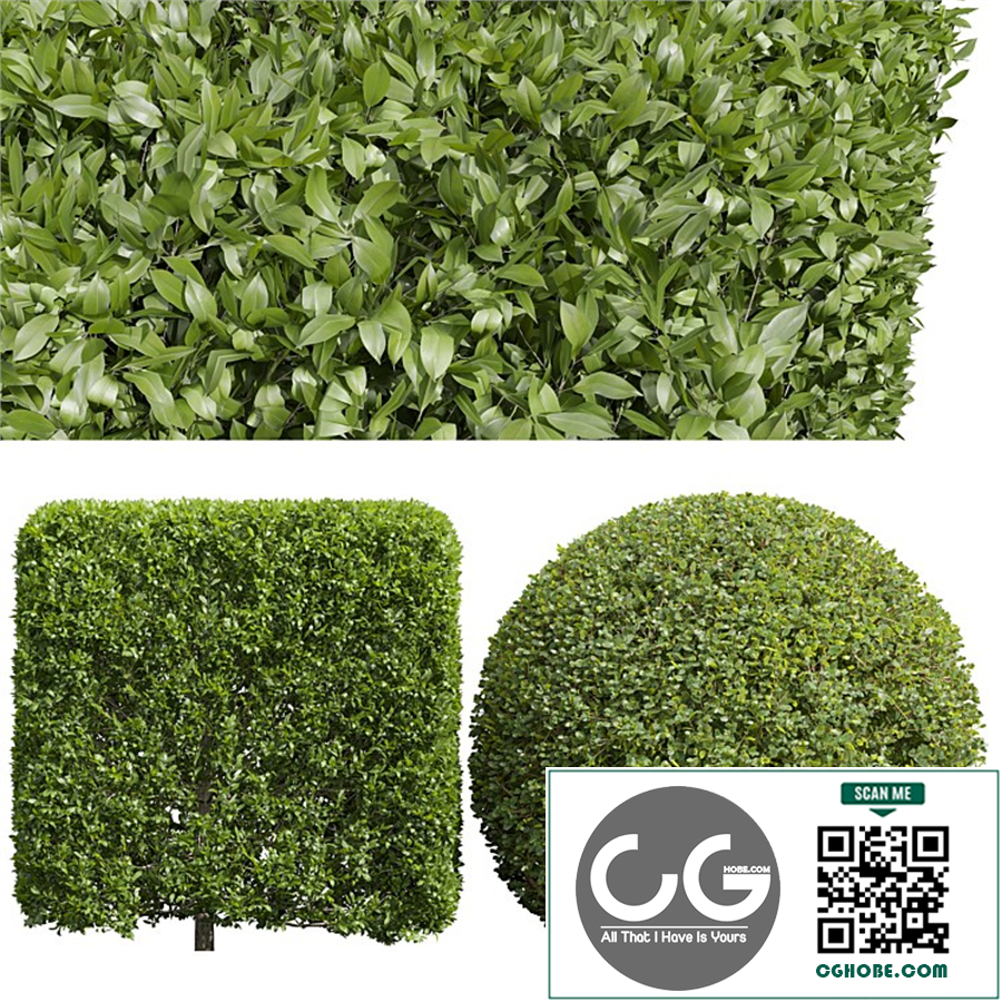 Ligustrum Quihoui Privet and Ficus Concinna Bonsai Pruned