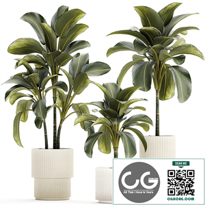 Exotic bush Calathea lutea in a pot, Strelitzia. Plant set 1306