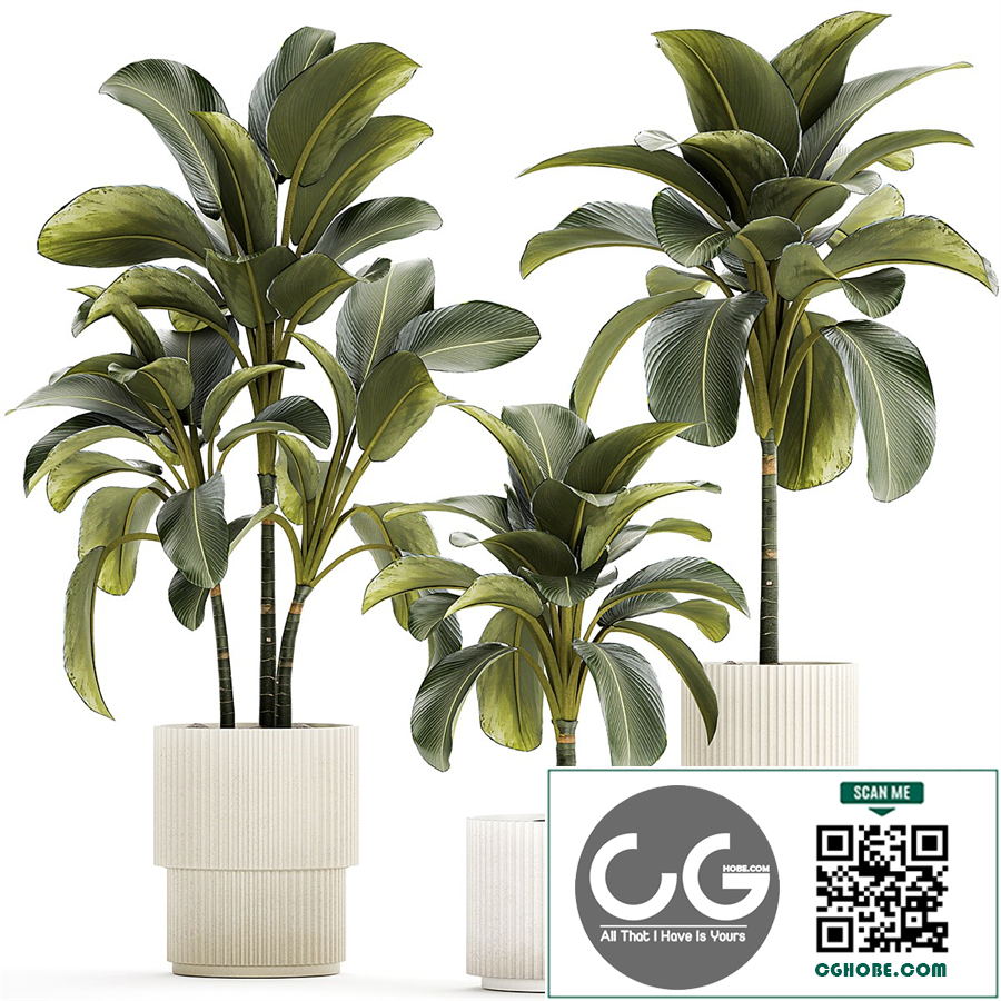 Exotic bush Calathea lutea in a pot, Strelitzia. Plant set 1306