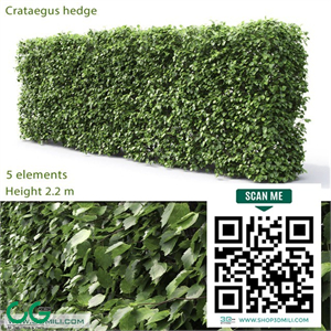 Crataegus hedge (2.2m)