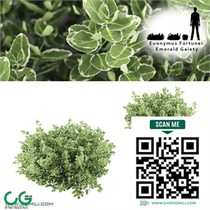 Fortescu bushes  Euonymus Fortunei Emerald Gaiety
