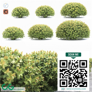 Spiraea japonica