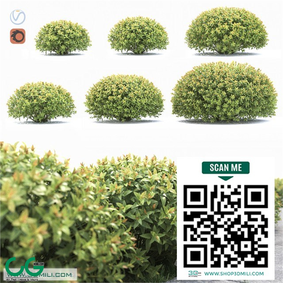 Spiraea japonica