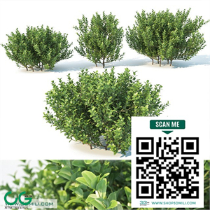 plant 1