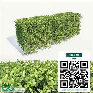 plant 2