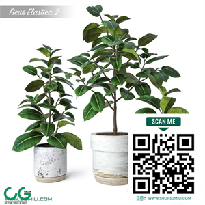 Ficus Elastica 2