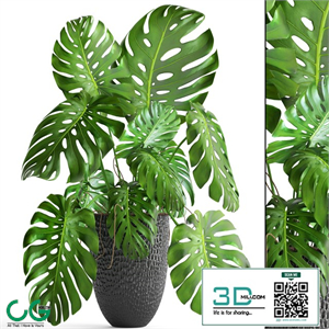 Monstera