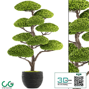 Niwaki 1 topiary Niwaki decorative tree landscaping flowerpot pot topiary