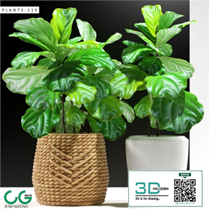 PLANTS 115