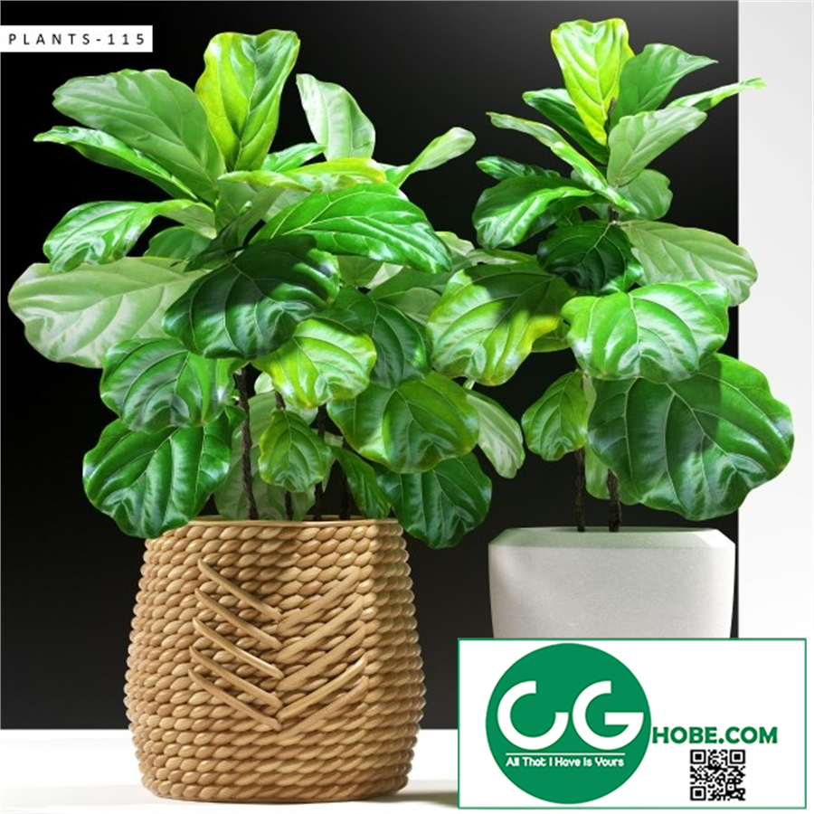 PLANTS 115
