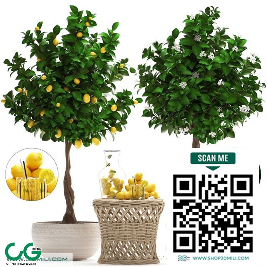 Plant Collection 265.