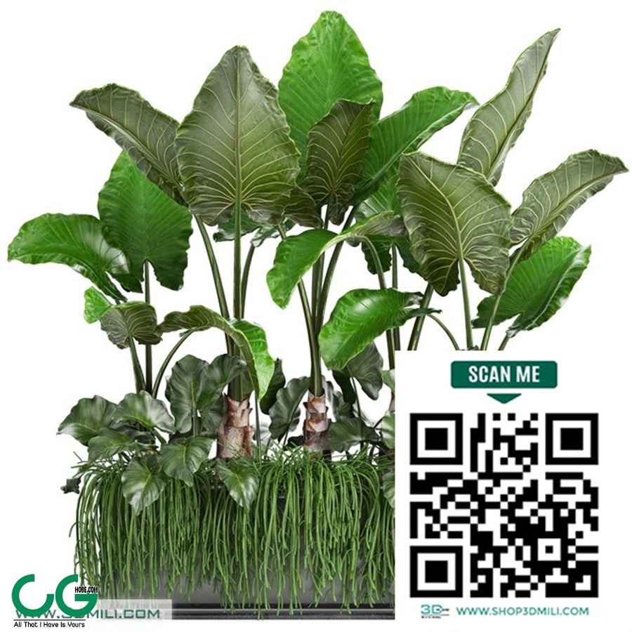 Plant collection 248