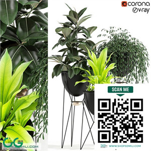Plants collection 141 MADRE SELVA GRANDE