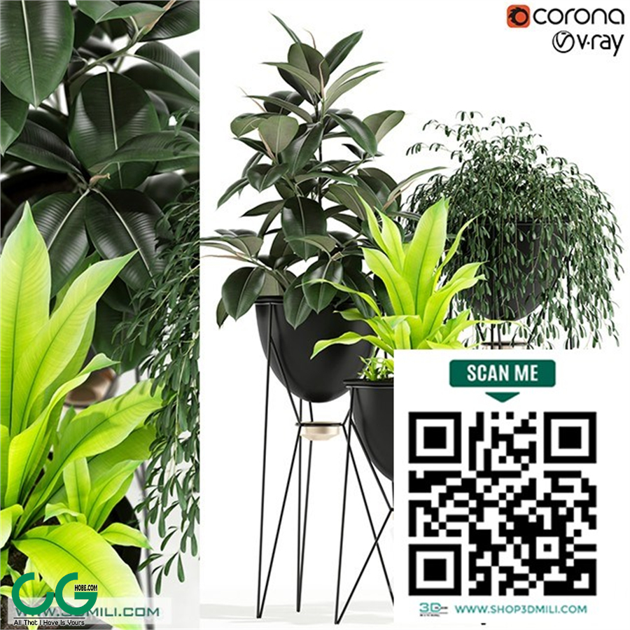 Plants collection 141 MADRE SELVA GRANDE