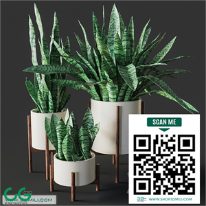 Sansevieria 2