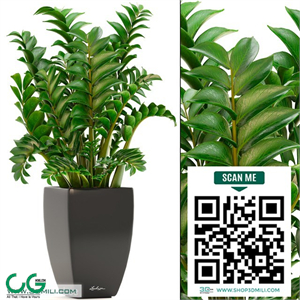 Zamioculcas 2. Zamioculcas, Flower, pot, bush, indoor plants, flowerpot
