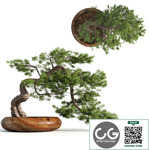 bonsai04