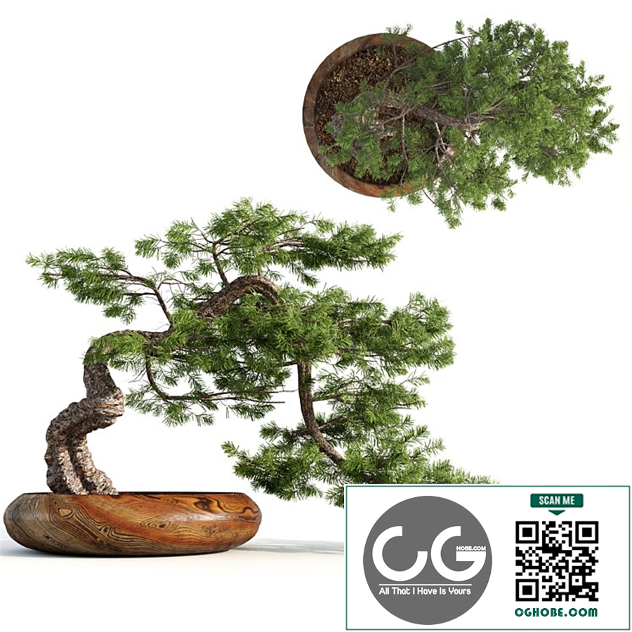 bonsai04