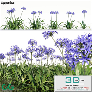 Agapanthus