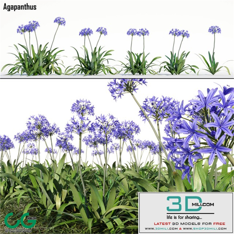 Agapanthus