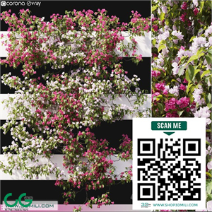 Bougainvillea 06