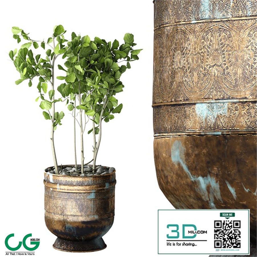 Ficus Lyrata