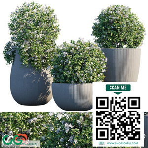 Plant in pots # 14 Star Jasmine
