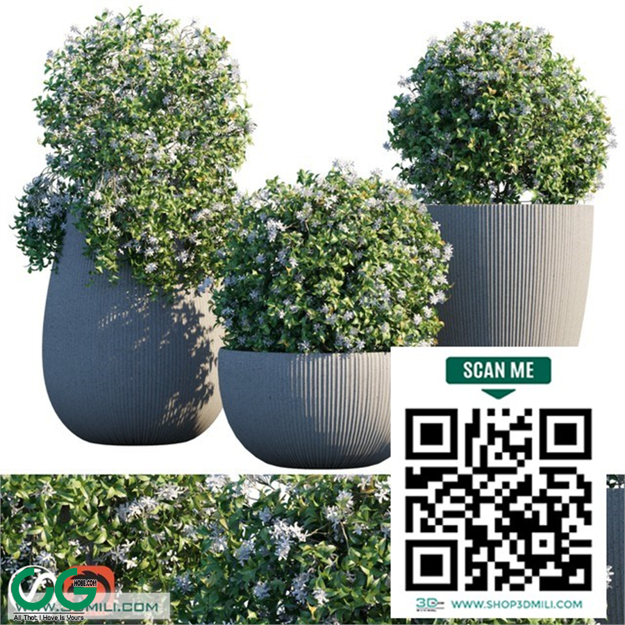 Plant in pots # 14 Star Jasmine