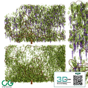 wisteria plant