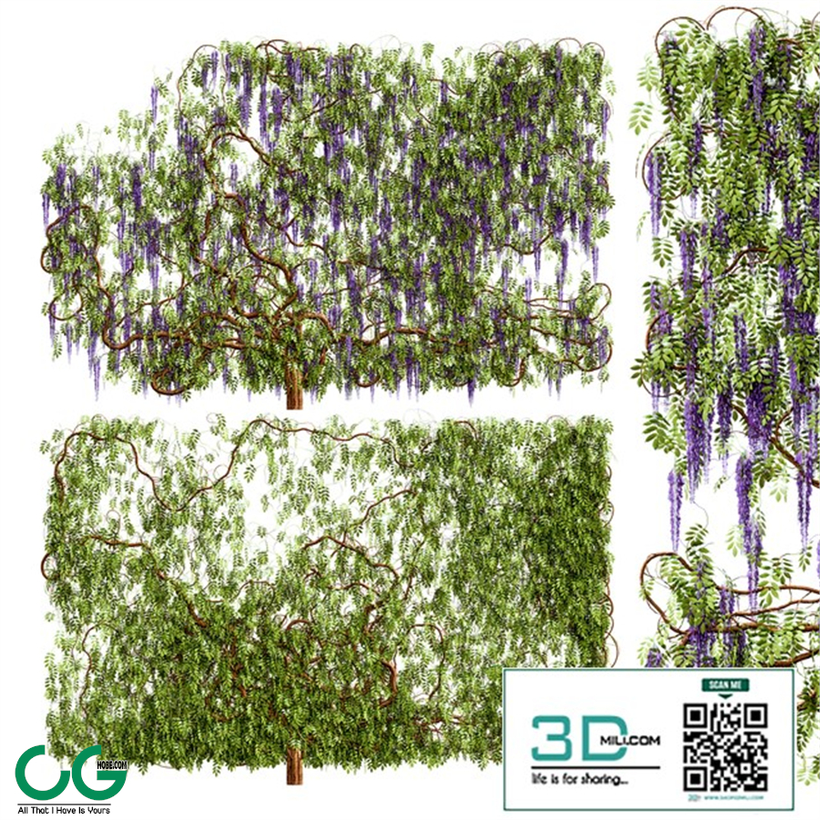 wisteria plant