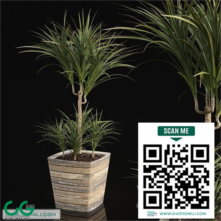 plant