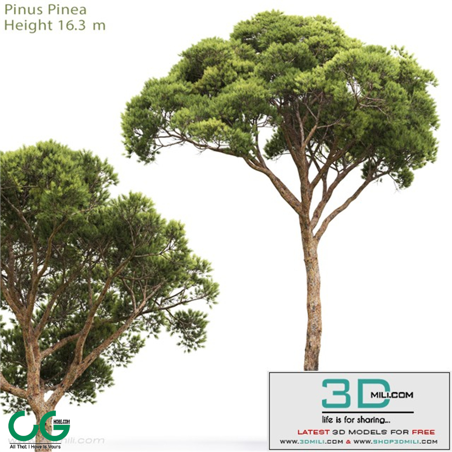 Pine