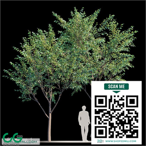 Street tree v1