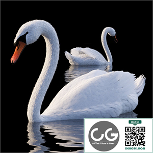 White Swan