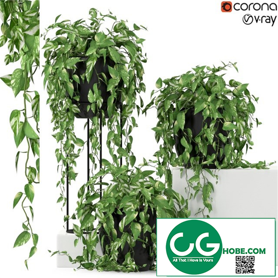 Plants collection 250
