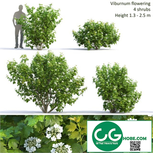 Viburnum