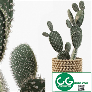 Plants collection 038 - Opuntia microdasys 03