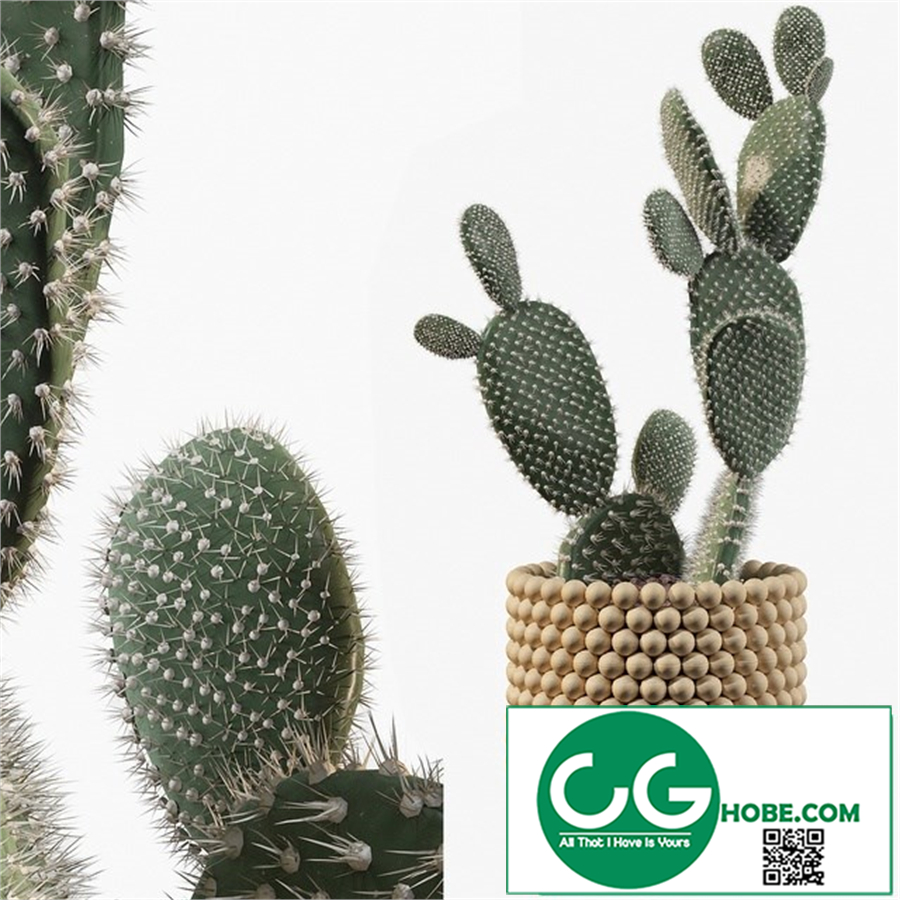 Plants collection 038 - Opuntia microdasys 03