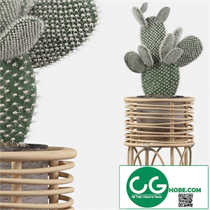 Plants collection 049 - Opuntia microdasys 04