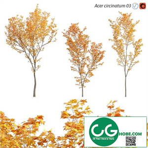 Acer circinatum - Vine Maple 03