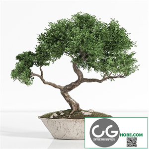 plant bonsai02