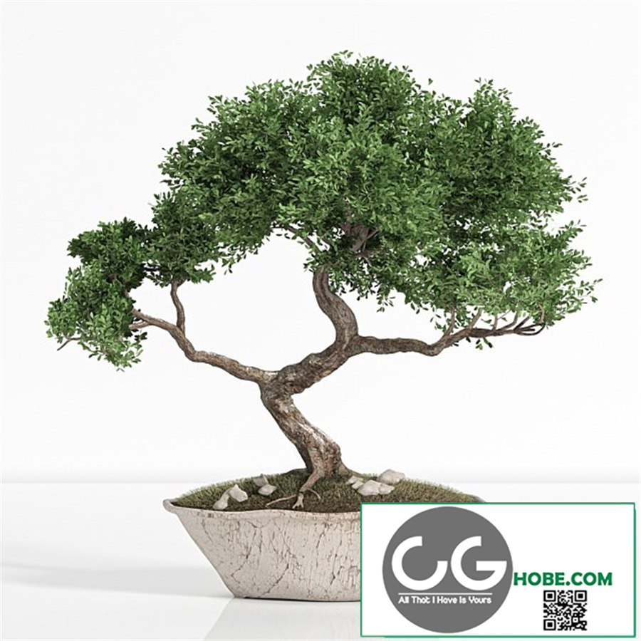 plant bonsai02