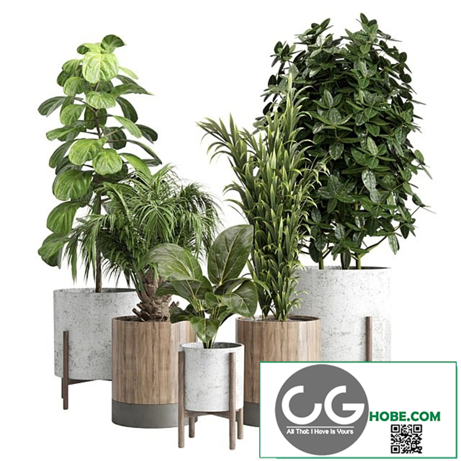 Indoor plant 20