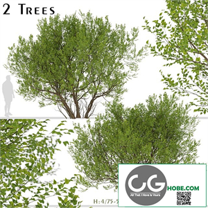 Set of Common Hazel Trees (Corylus avellana) (2 Trees)