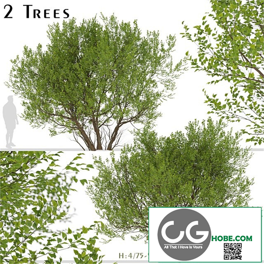 Set of Common Hazel Trees (Corylus avellana) (2 Trees)