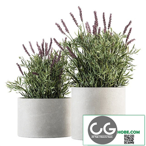 indoor Plant Set 183 - Lavender Bush