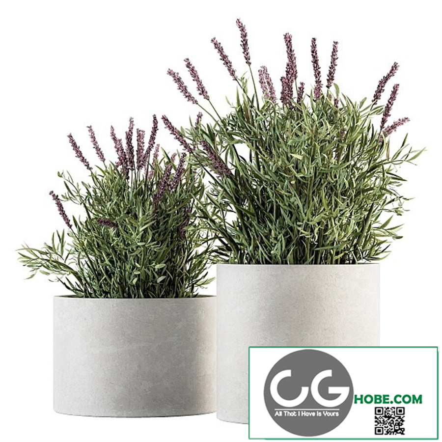 indoor Plant Set 183 - Lavender Bush