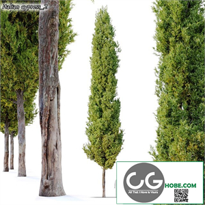 italian cypress 2