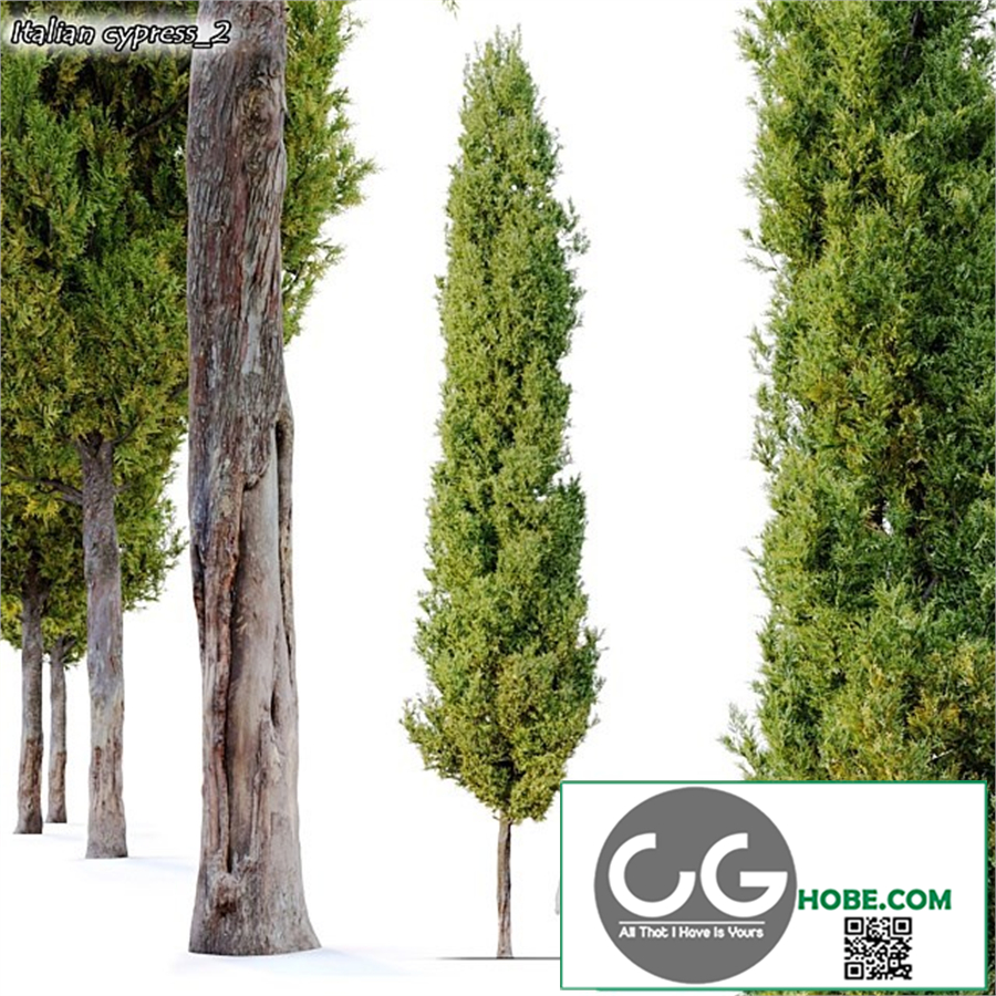 italian cypress 2