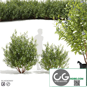 Blueberry bushes | Blueberry